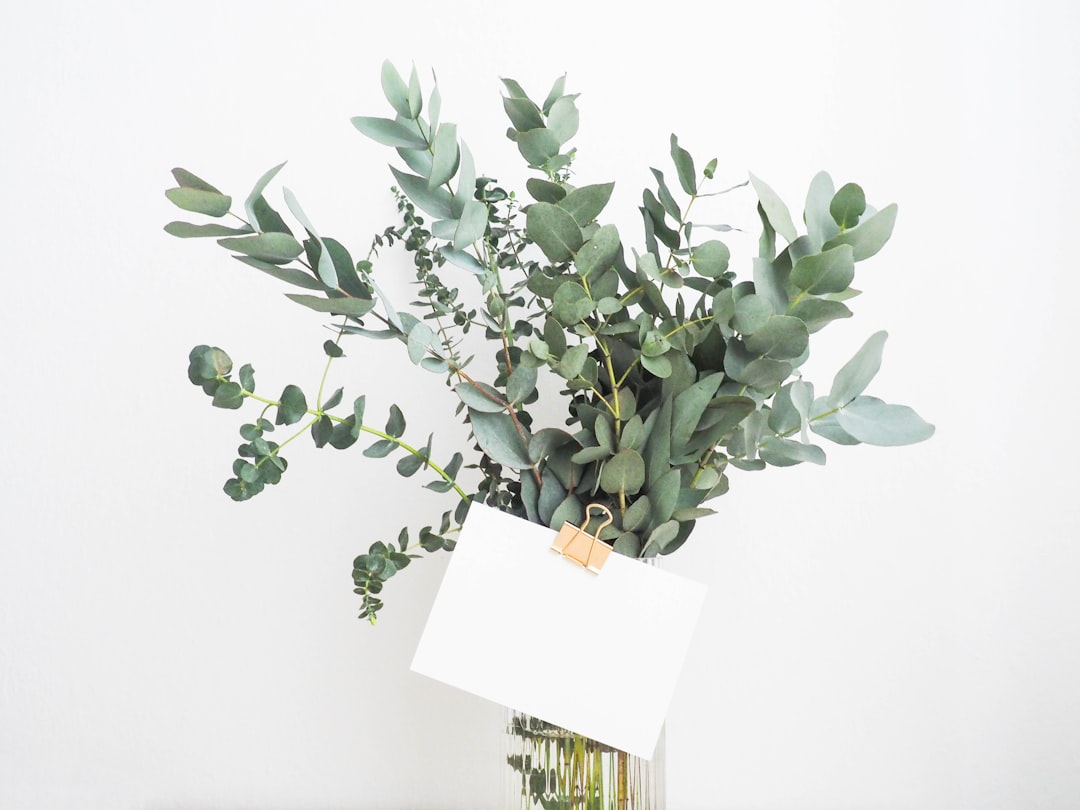 Photo Indoor plant: Peace Lily